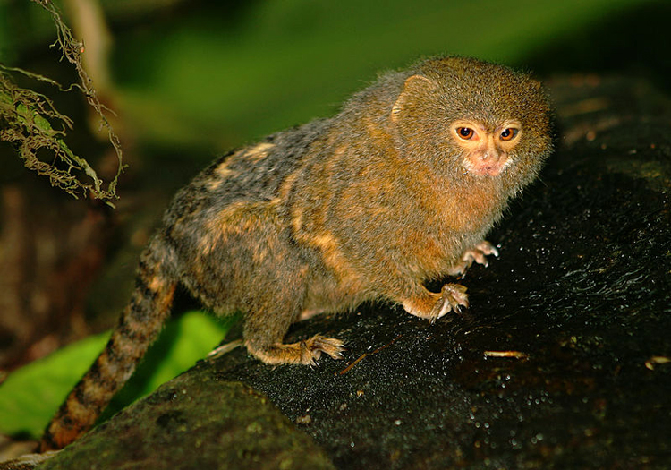 Callithrix pygmée au parc d'Otishi