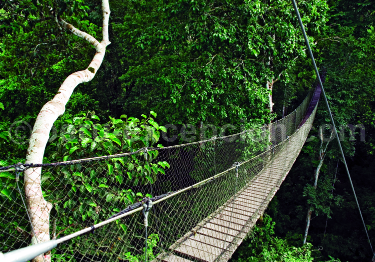 Reserva Amazonica Inkaterra, Pont suspendu