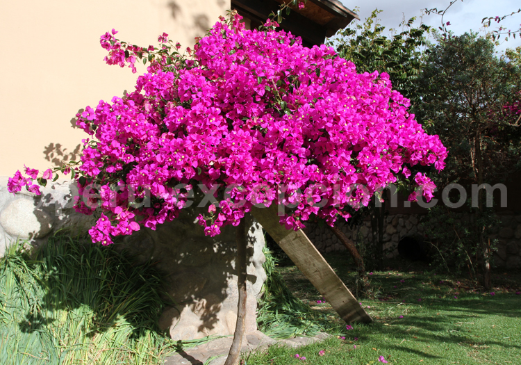 BougainvillIiers