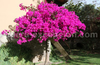 Le bougainvilliers du Pérou Le bougainvilliers du Pérou