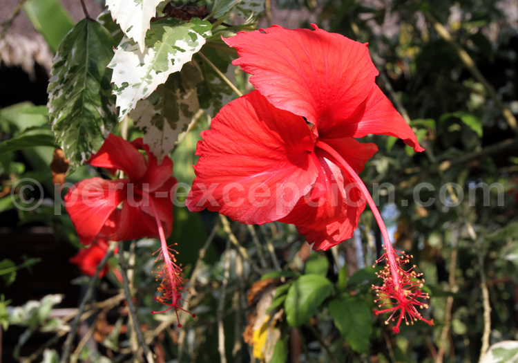 Fleur d'hibiscus, Pérou