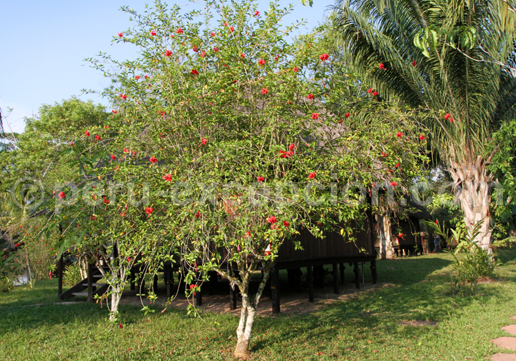 Hibiscus, Pérou