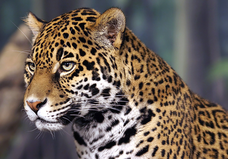 Le Jaguar, Pérou