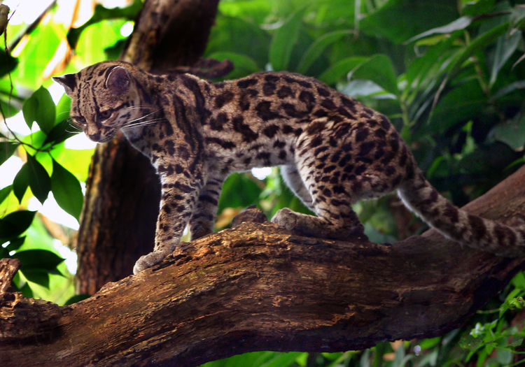 le puma d amazonie