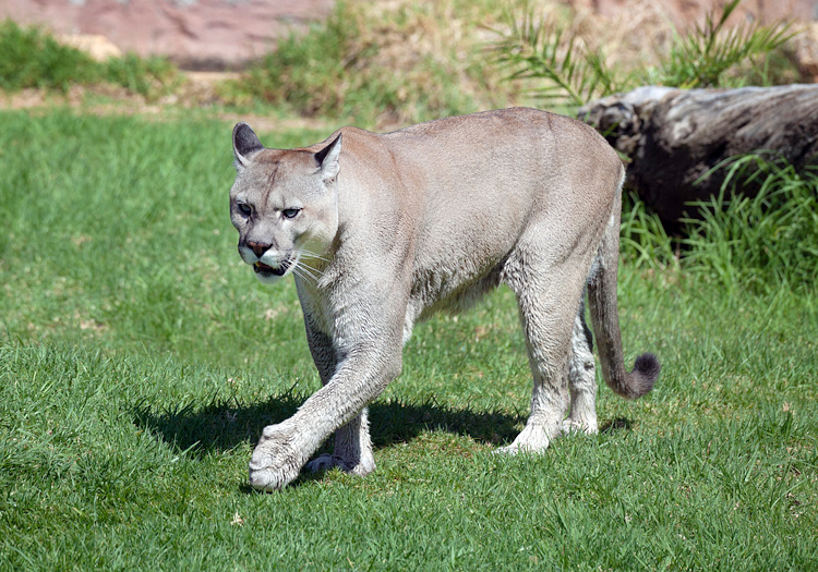 animal puma en peru