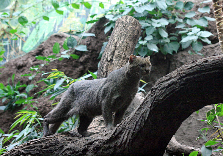 le puma d amazonie