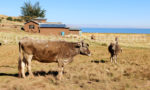 Péninsule de Luquina, Lac Titicaca