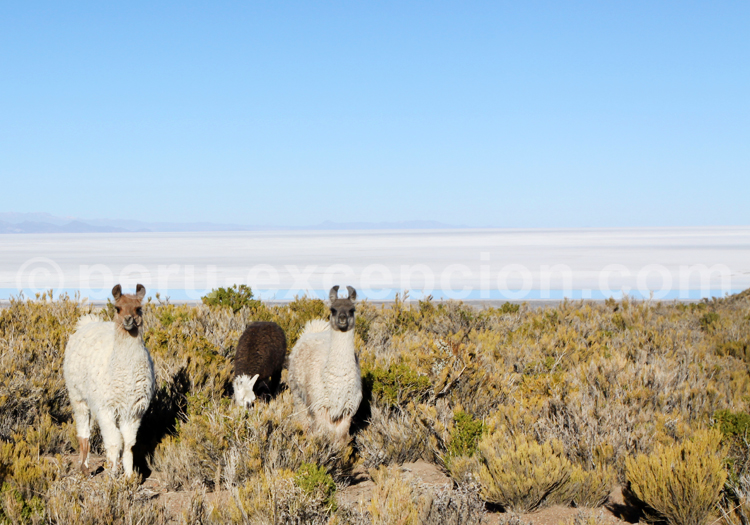 Les gardiens d'Uyuni