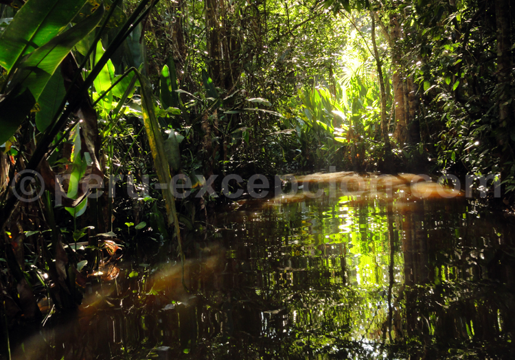 Jungle de Tarapoto