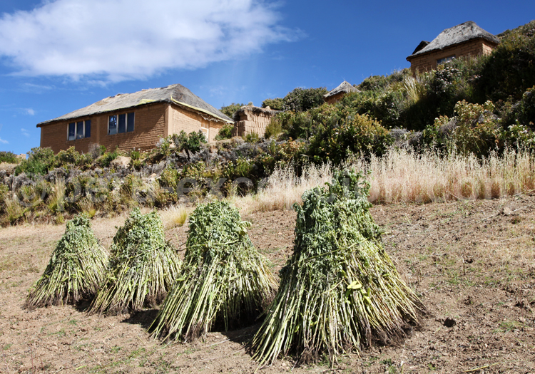 Sur les rives du lac Titicaca
