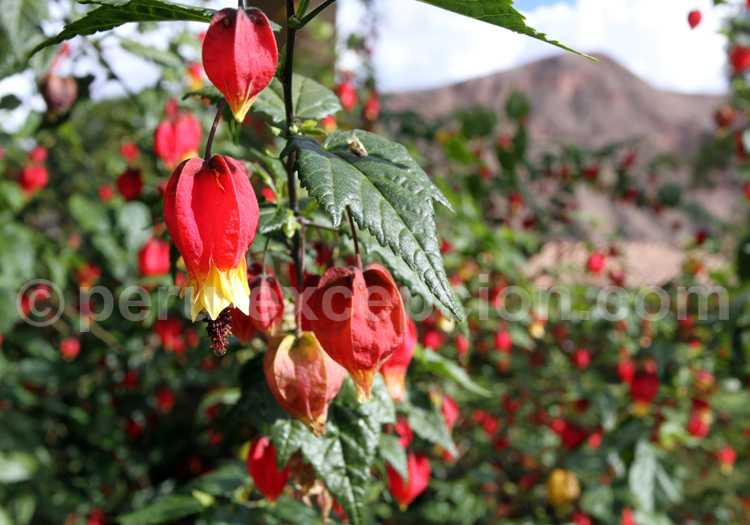 Abutilon Megapotamicum