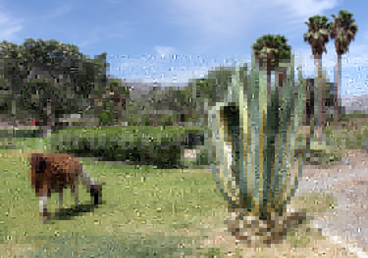 Agave Americana Variegata