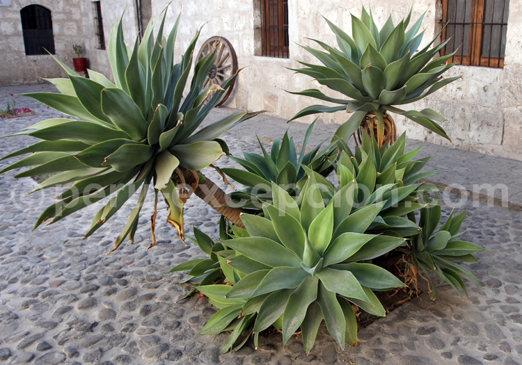 Agave Attenuata