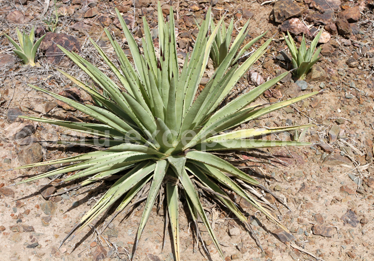 Agave chrysantha des Agavaceae