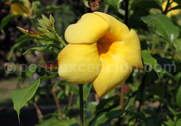 Alamanda Catartica