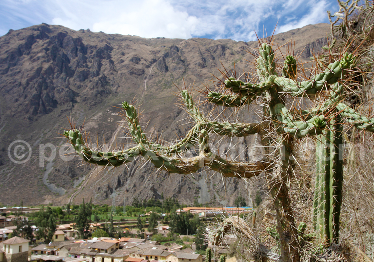 Austrocylindropuntia Subulata