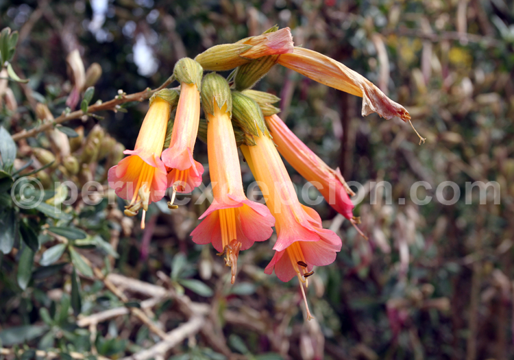 Fleur de l’inca bicolore