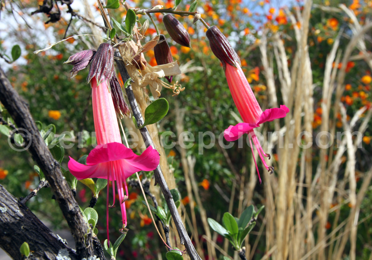 Fleur de l’inca buxifolia