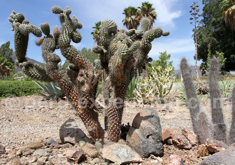 Cereus Hildmannianus