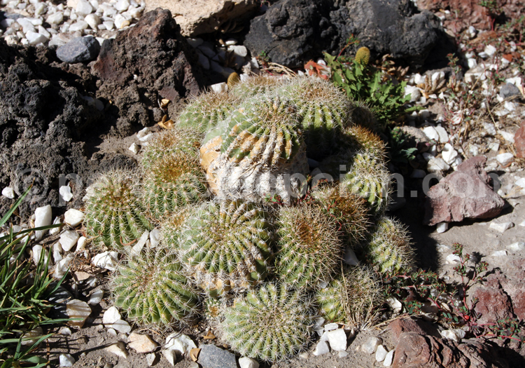 Copiapoa Cinerea