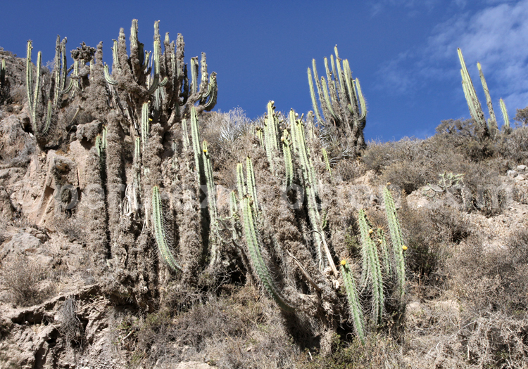 Corryocactus Brevistylus