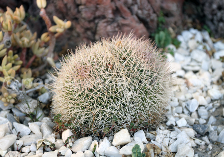 Coryphantha Werdermannii