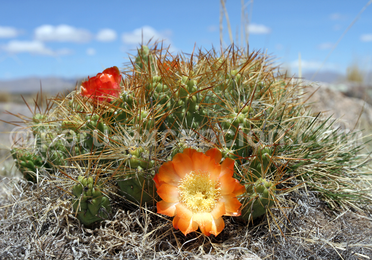 Cumulopuntia Boliviana