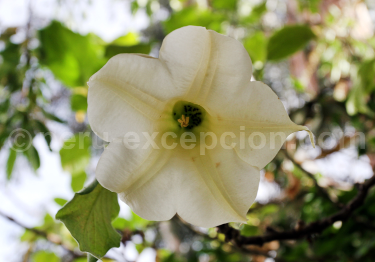 Brugmansia arborea des Solanaceae
