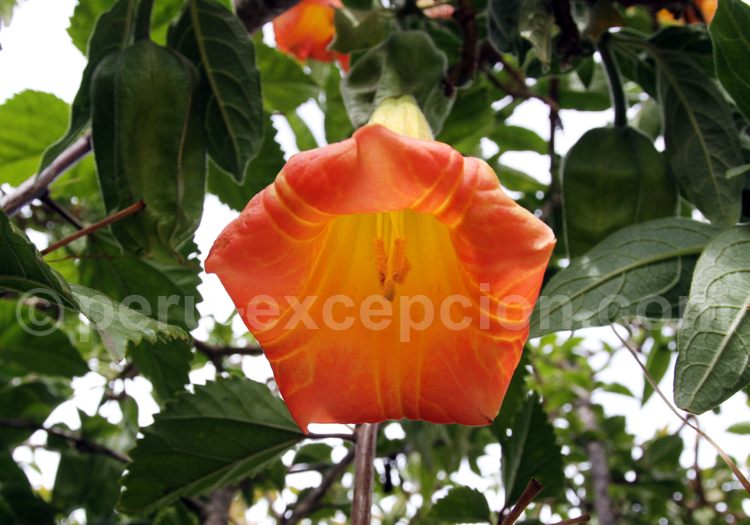 Datura Sanguinea
