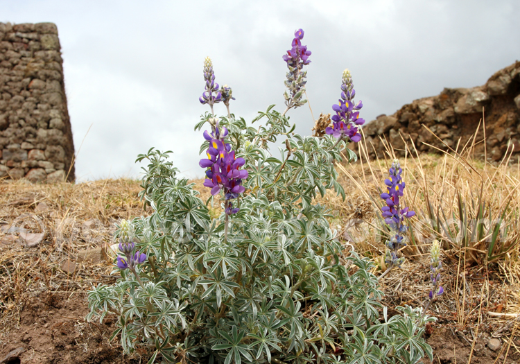 Dichorisandra Thyrsiflora