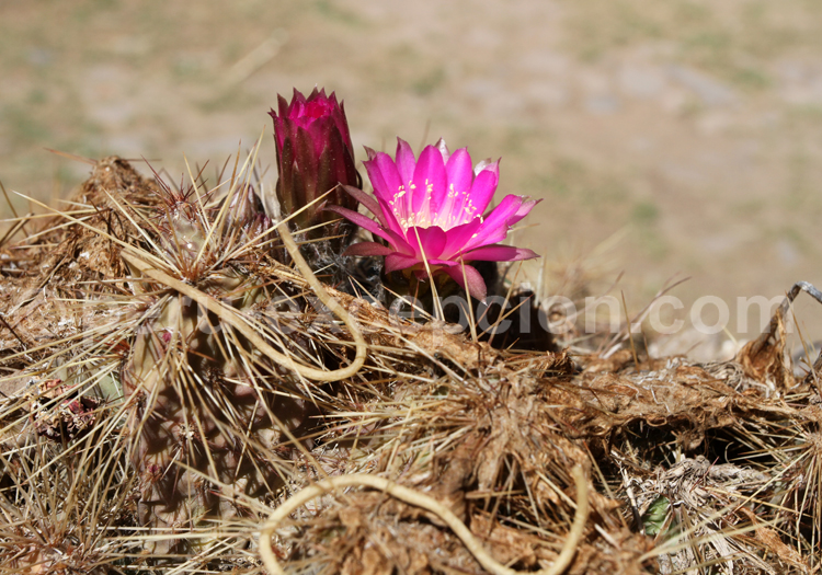 Echinocereus Engelmannii