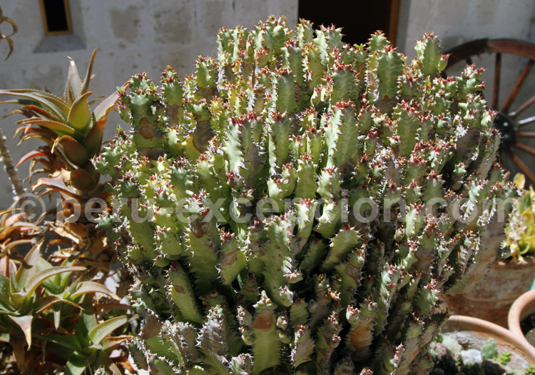 Euphorbia Lactea