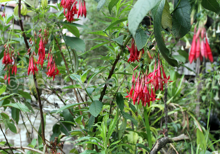 Fuchsia Lycioides