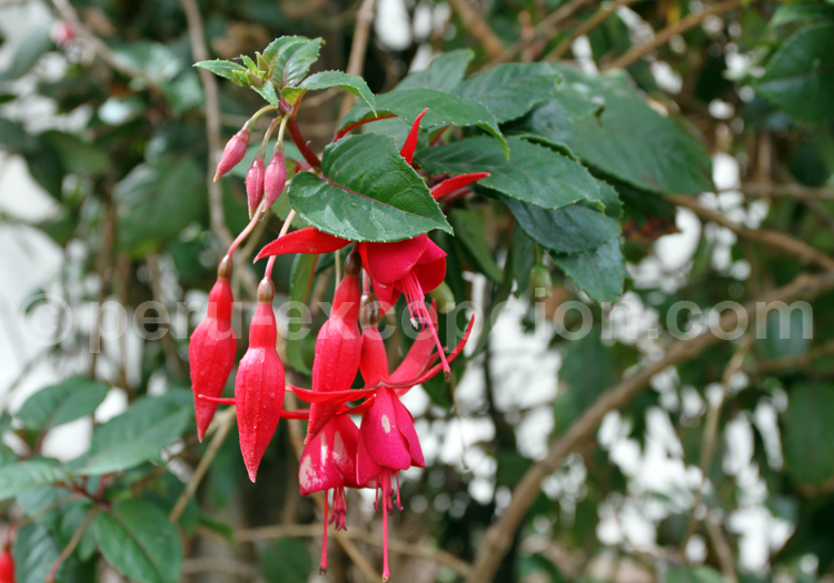 Fuchsia Boliviana