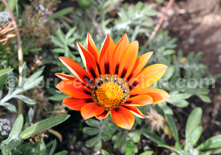 Gazania rigens des Asteraceae