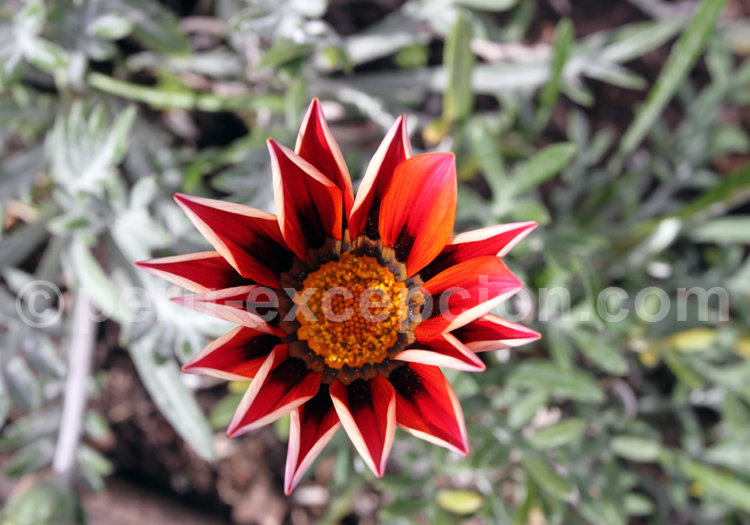 Gazania rose des Asteraceae