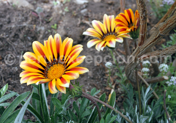 Gazania splendens des Asteraceae