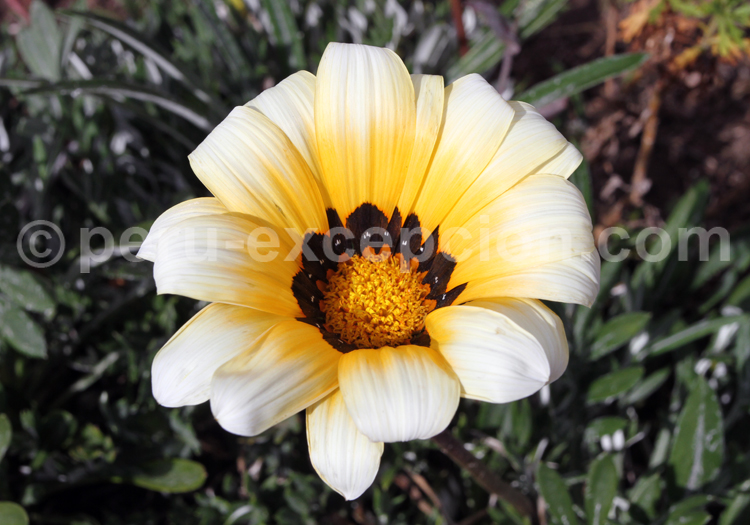 Gazania blanche des Asteraceae