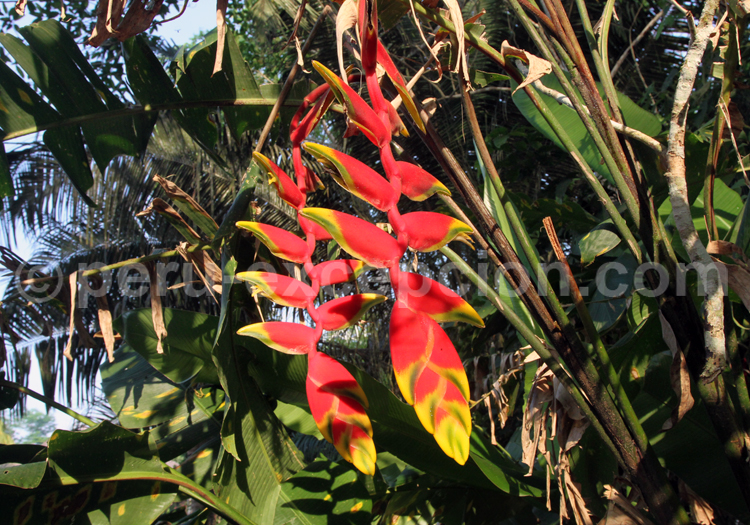 L'heliconia rostrata des Heliconiaceae