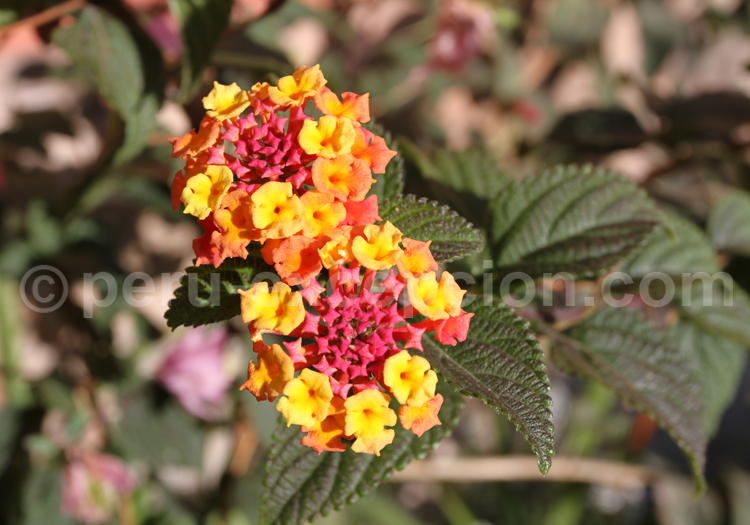 Lantana camara