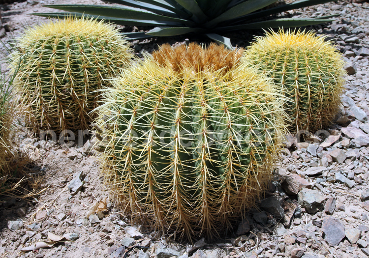 Lobivia Bruchii