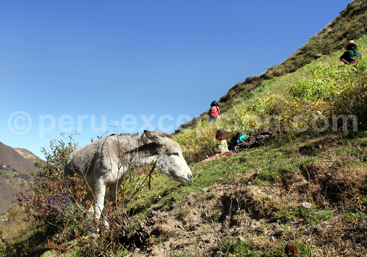 Route de Huaraz à Sechín