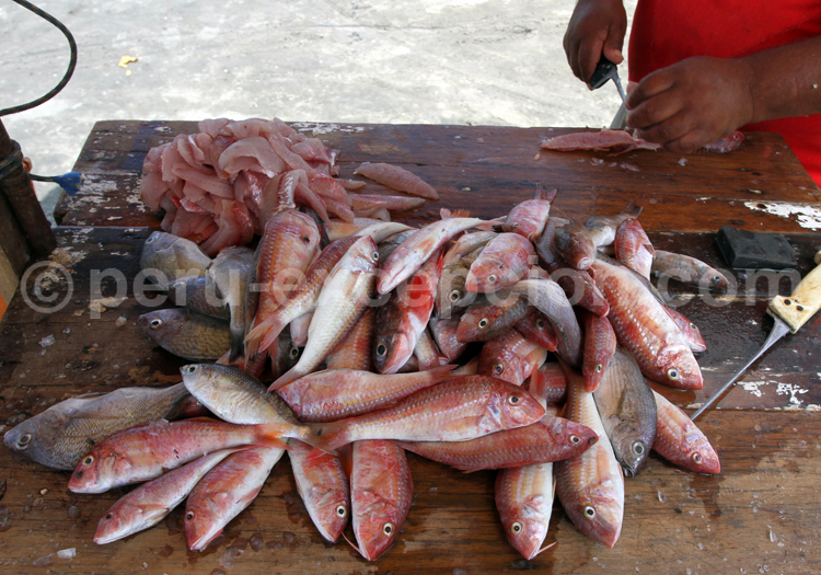 Poissons frais de Máncora