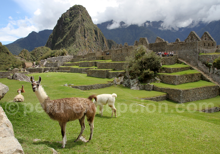 Site du Machu Picchu Site du Machu Picchu