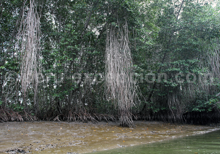 Manglares de Tumbes