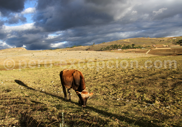 Scène rurale à Cajamarca