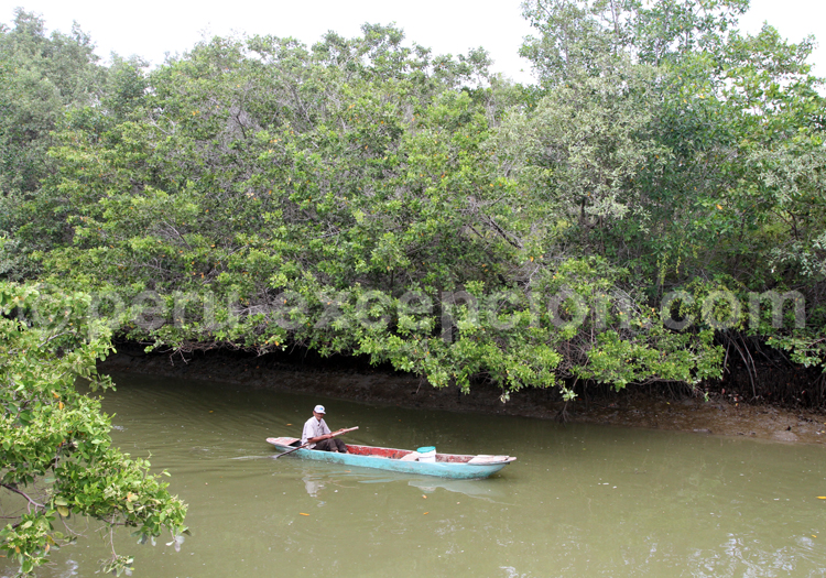 Sanctuaire des Manglares de Tumbes