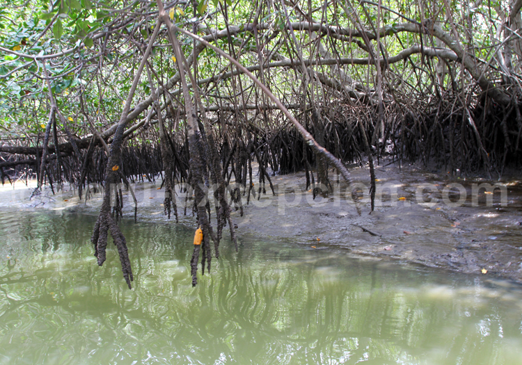 Sanctuaire de Manglares de Tumbes