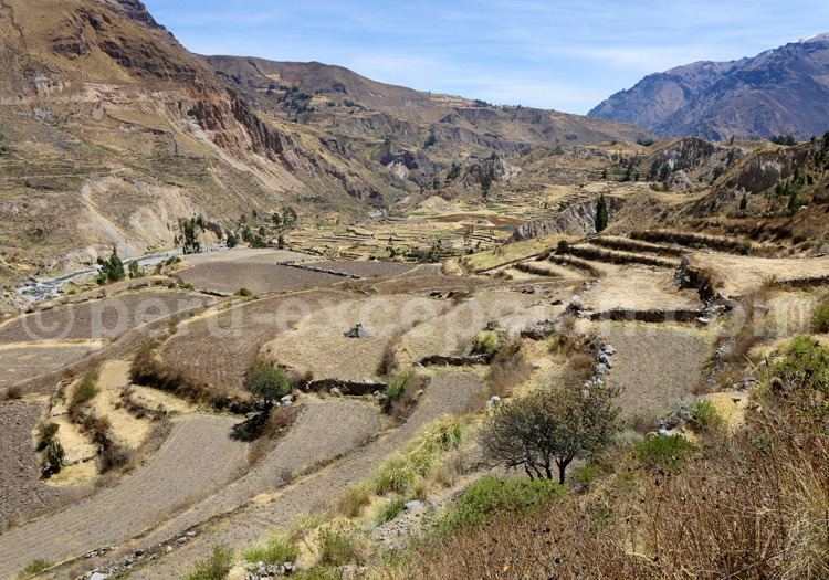 Cultures en terrasse, Colca