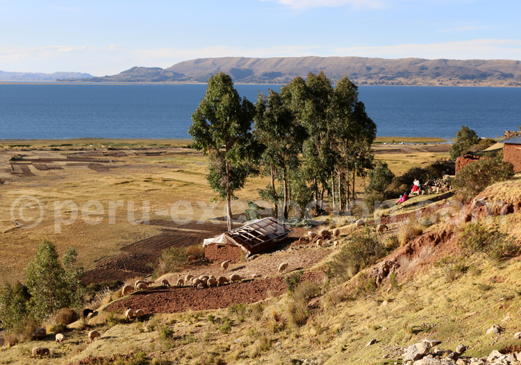Péninsule Chicuito, Lac Titicaca